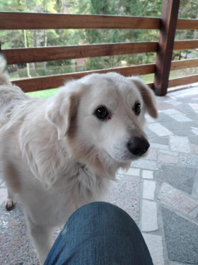 Kuca Za Odmor"Miran San" Vila Podgaric Exterior foto
